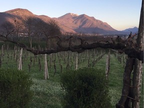 In the hills surrounding Avellino, you can find wine made with fiano grapes that tastes like a great chardonnay.