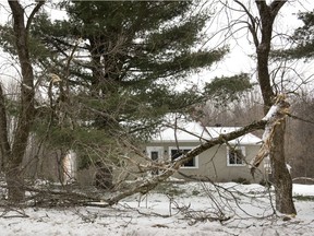Damage to trees is seen in St-Lazare after an ice storm last year.