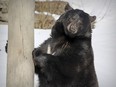 Black bear Genie grabs onto a pole after coming out of the bear den with partner Juno at the end of winter hibernation at the Ecomuseum in Ste-Anne-de-Bellevue, west of Montreal Thursday March 23, 2017.