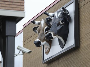 The iconic cow heads have reappeared on a wall at Parmalat Canada's dairy plant in the NDG district of Montreal Tuesday March 7, 2017.  The heads, known to many Montrealers from their days outside the plant when it was known as Elmhurst Dairy, are now on a wall over a back parking lot, safe from vandals.  (John Mahoney / MONTREAL GAZETTE) ORG XMIT: 58221 - 5385
