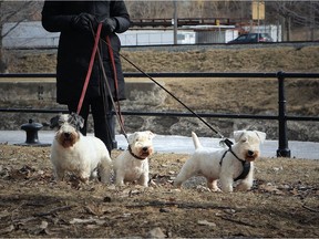 Sealyham Terriers Maybeline, IttyBitty, and Jack walk the Lachine Canal with owner Erin King.