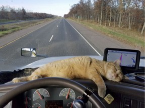 Percy the cat lounges on the dashboard of Paul Robertson's semitrailer. The long-haul driver was reunited with the cat after Percy survived a trip of 400 miles by clinging to the undercarriage of his semi.