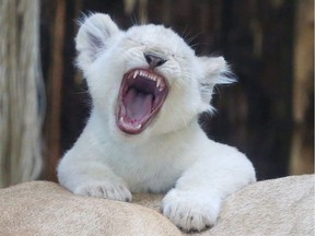 Photo of the day: One of four white lion babies tries to roar as it sits on the back of its mother, Kiara, at the zoo in Magdeburg, eastern Germany, March 2, 2017. Four white lion babies were born at the zoo six weeks ago.