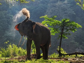 Photo of the day: A captive Sumatran elephant set to go on patrol with Indonesian forest rangers in Aceh Jaya. Confrontations between elephants and humans can quickly turn violent in Sumatra, where competition for space has intensified as the islands forests have been rapidly cleared for timber and farming. Nearly 70 per cent of the Sumatran elephants habitat has been destroyed in a single generation, says conservation group WWF, driving them into ever-closer contact with humans.