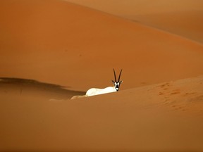 Photo of the day: Arabian Oryx at the Arabian Oryx Sanctuary in Um al-Zamool, near the United Arab Emirates' border with Saudi Arabia on March 23, 2017. The sanctuary stretches over an estimated 8,900 square kilometres and hosts nearly 155 of the species, which were reintroduced into the its natural habitat in the UAE in a five-year conservation plan launched by UAE's late ruler Sheikh Zayed bin Sultan Al Nahyan.