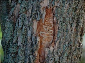 A sample of the damage an emerald ash borer does to a tree.