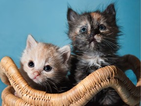 A pair of kittens.