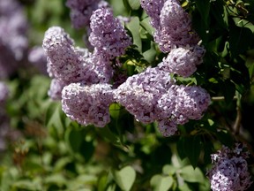 Lilac bushes start to bloom in the spring.