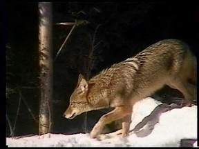 Coyote sightings have become more common in the West Island in recent years.