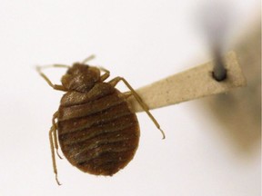 A bedbug is displayed at the Smithsonian Museum in Washington.