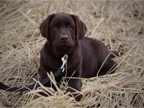 Frankie, a three-month-old Labrador Retriever, can already sit and lie down on command.