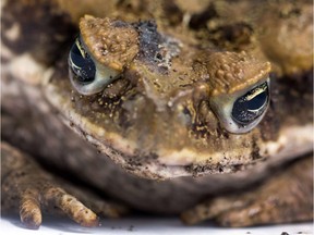 In parts of Australia, cane toads from Hawaii — introduced to control beetles — have become a road hazard for motorists.