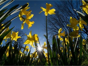 Daffodil flowers stand in the sunshine on March 27, 2017 in Dresden, eastern Germany.