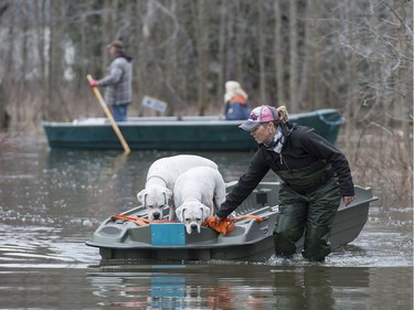 Hillary Porter pulls her dogs along in a boat in the town of Rigaud, April 20, 2017, following flooding in the area.