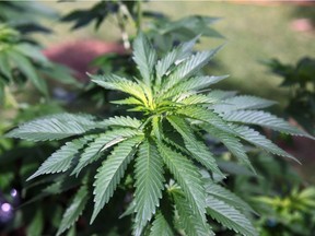 A cannabis plant. More than 300 such plants were discovered and seized during an SQ raid in Sainte-Marthe
