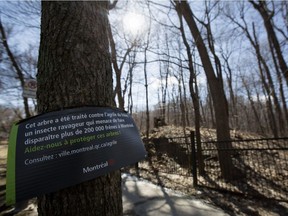 A sign stating a tree has been treated for the emerald ash borer is posted on Mont-Royal Ave. in April 2016.