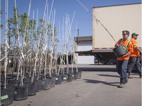 Baie-d’Urfé citizens are invited to reserve a tree provided by the town on Saturday, April 22. The town will provide 250 free trees on a first-come, first-served basis.