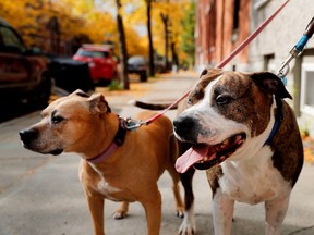 The new Châteauguay bylaw would increase the action the city can take against owners who do not comply with regulations, such as having their dogs on leashes.