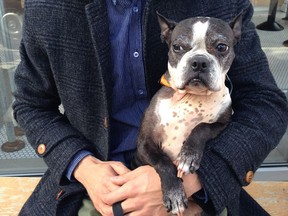 Nema the Boston Terrier with owner Jean-Mathieu Vincent enjoying a spring day.