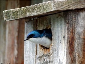 A tree swallow looks out from a nesting box. (photo Michel Laguerre, courtesy of the Vaudreuil-Soulanges Ornithology Club)