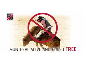 SPCA Montreal launched a "Montreal Alive and Rodeo Free" campaign in April 2017.