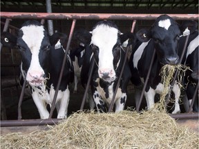 Under the supply management system, dairy farmers have quotas capping the amount they can produce.