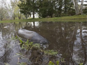 Hundreds of carp were stranded in a flooded field Saturday in Pointe-Calumet, at risk of dying as the water receded.