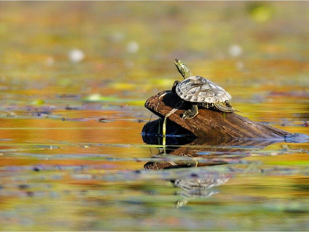 It's high season for turtles to set out in search of the perfect nest ...