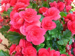 Colourful begonias and other flowers are sure to brighten Mom's day on Sunday, May 14.