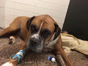 The injured boxer was named Sugar Ray by the staff of the Montérégie SPCA. He died on Wednesday afternoon.