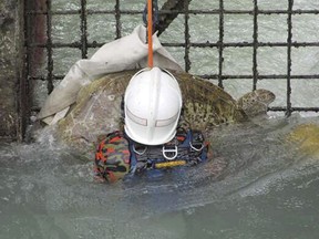 In this photo provided by Malaysia Fire Department, a firefighter rescues a turtle trapped at the flood gate at Port Dickson outside Kuala Lumpur, Friday, May 12, 2017.  The 60-kilogram (132 pounds) turtle was found firmly stuck to a flood gate at a power station near the Malacca Strait. (Malaysia Fire Department via AP)