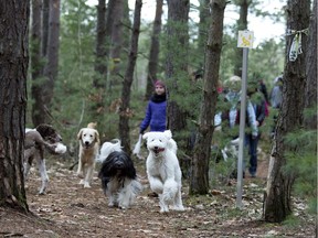 Off-leash walks at Guides Canins in St-Lazare allow dogs to run in a pack through the trails at the training facility on Tuesday and Saturday afternoons.