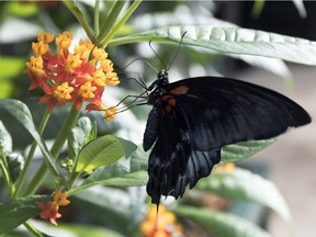 A butterfly feeds on a flower at the Butterflies Go Free event inside the Montreal Botanical Gardens greenhouse in on Feb. 17, 2016.