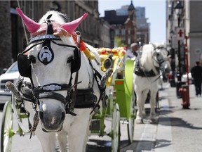 Caleches wait for a fare in Old Montreal.