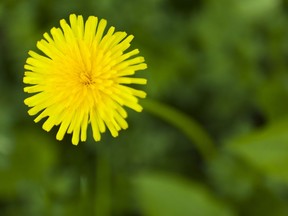 Dandelions fill the lawn last spring.