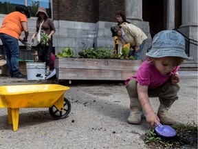 Two-year-old Stella has the right tools and the right idea at the Incredible Edibles planting session on Saturday.