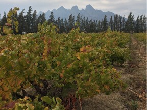 These South African chenin blanc vines were planted in the 1930s. Similar old vines can be found all over the country.