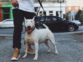 Owner Jean-François Cast and his bull terrier Biggie on an evening stroll down Notre-Dame St. W.