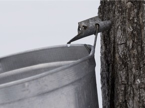 Sap drips out of maple trees into a bucket at Angele Grenier's property in Sainte-Clotilde in 2015.