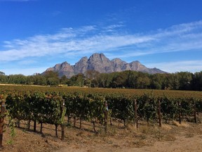 South Africa has a wide range of climates and soils that lend themselves to unique wine. Franschhoek (pictured), Stellenbosch and Paarl are perfect for Bordeaux varieties.