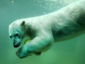 Photo of the day: A polar bear swims with a ball in his swimming pool in Wuppertal, western Germany, on May 30, 2017.