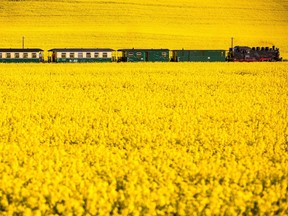 Photo of the day: A steam locomotive 99 1782-4 from the year 1953 pulls on a passenger train through a blooming rape field near Posewald on the island Ruegen, northern Germany, May 19, 2017.