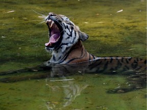 Photo of the day: An Indian tiger rests in a pool of water amid rising temperatures at Alipore Zoological Gardens in Kolkata on May 16, 2017.