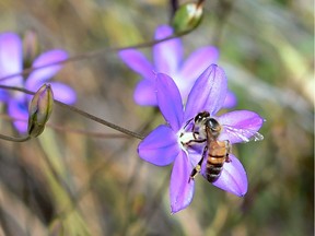 A honey bee pollinates a flower.