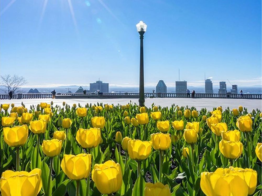 Montreal this morning Celebrate the city's 375th birthday with some