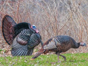 Hunters are only allowed to hunt male wild turkeys (left); female wild turkeys (right) are about half the size.