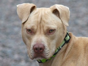 18-month-old Pit bull puppy Gus is seen in this undated handout photo. A trio of pit bulls have landed safely in Halifax and are looking for permanent homes after being rescued from what the SPCA says was a dogfighting operation in Ontario. THE CANADIAN PRESS/HO, Nova Scotia SPCA, MANDATORY CREDIT ORG XMIT: CPT110

HANDOUT PHOTO; ONE TIME USE ONLY; NO ARCHIVES; NotForResale; MANDATORY CREDIT
HO,