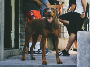 Kimo the Doberman hangs out with owner Johnny Hyszko and friends on the front porch.