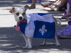 MONTREAL, QUE.: JUNE 24, 2015 -- A dog named Taquito watches goings-by at the Fête nationale parade on Wednesday Wednesday, June 24, 2015 in Montreal. (John Kenney / MONTREAL GAZETTE) John Kenney, Montreal Gazette