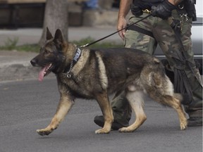 A Montreal-area police dog.
